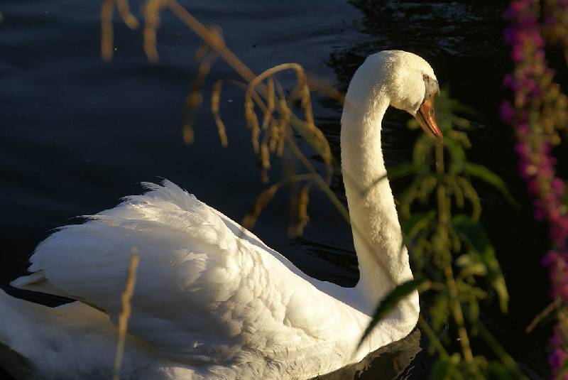 Schwaene auf der Sauer Bild Nr.019